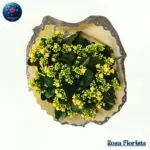 Yellow Kalanchoe Plant Bouquet Milan fresh yellow flowering plant