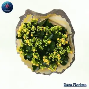 Yellow Kalanchoe Plant Bouquet Milan fresh yellow flowering plant