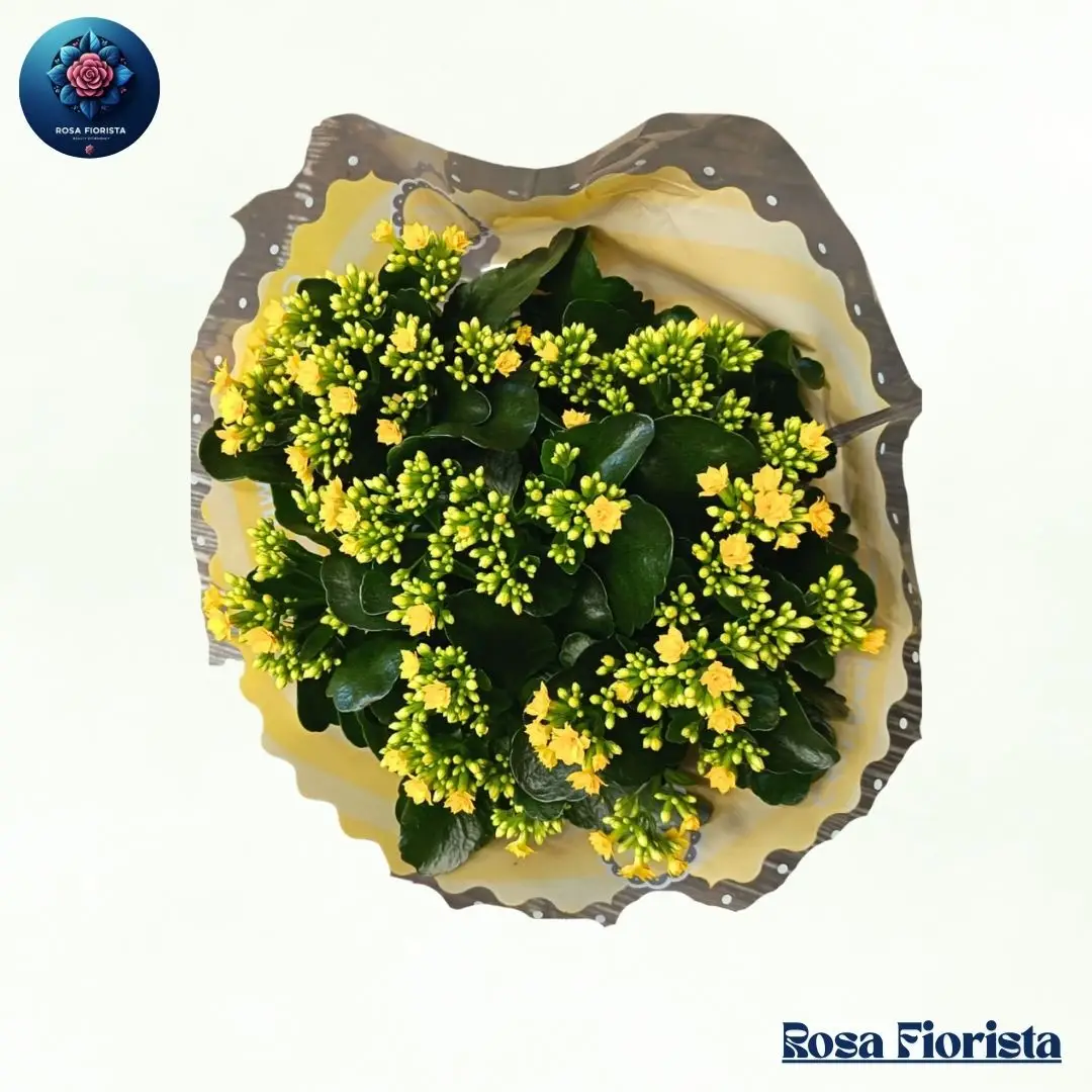 Yellow Kalanchoe Plant Bouquet Milan fresh yellow flowering plant