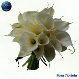 Ivory Calla Elegance Bouquet Milan fresh ivory calla lilies