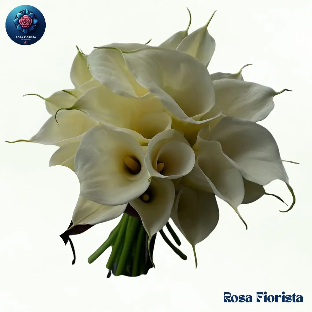 Ivory Calla Elegance Bouquet Milan fresh ivory calla lilies