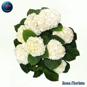 White Hydrangea Plant Milan fresh white flowering hydrangea plant