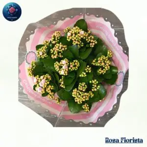 Blush Kalanchoe Plant Bouquet Milan fresh blush flowering kalanchoe plant