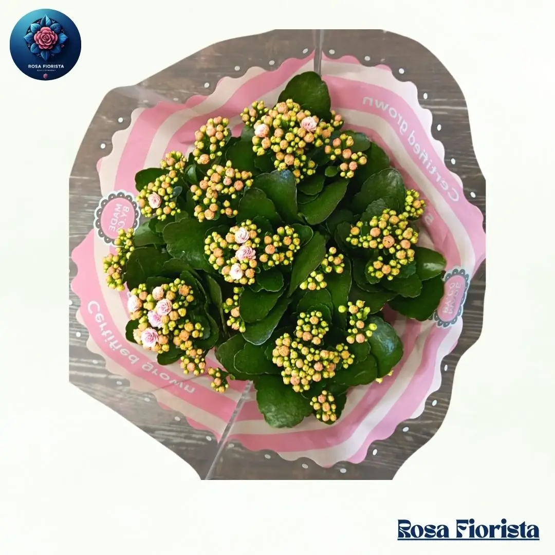 Blush Kalanchoe Plant Bouquet Milan fresh blush flowering kalanchoe plant