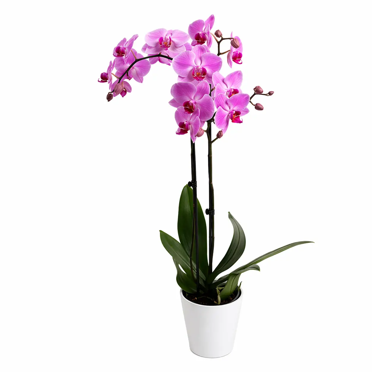 Pink Orchid Plant Milan with elegant pink flowers