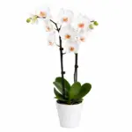Orchidea Bianca Milan elegant white orchid plant