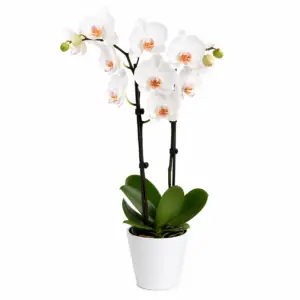 Orchidea Bianca elegant white orchid plant symbolizing purity and luxury, perfect for home décor and gifting in Milano.