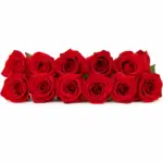 Stunning 12 Rose Stabilizzate Milano | Luxury Rose Box