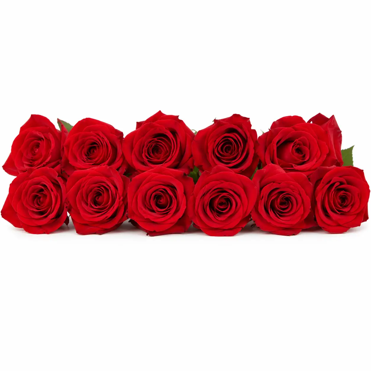 Stunning 12 Rose Stabilizzate Milano | Luxury Rose Box