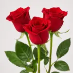 Three elegant Rose Rosse with green stems and leaves, symbolizing love and romance, isolated on a white background