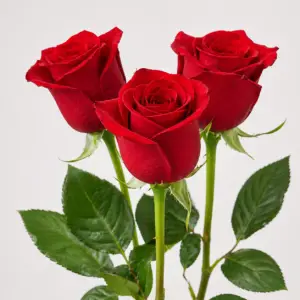Three elegant Rose Rosse with green stems and leaves, symbolizing love and romance, isolated on a white background