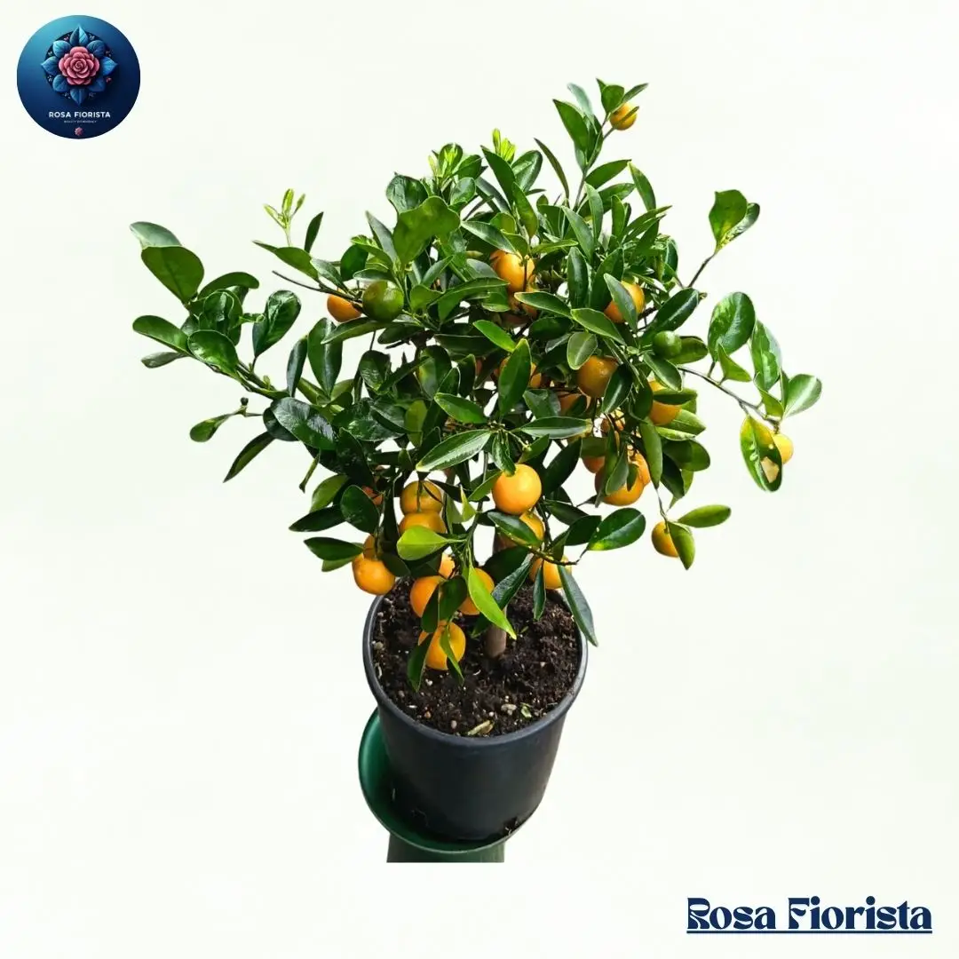 Mandarine Pianta Milan decorative potted mandarin plant