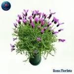 French Lavender Plant Milan with fragrant purple flowers