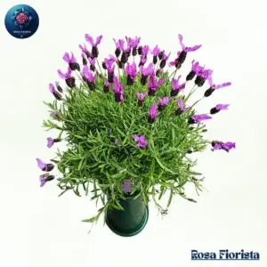 Vironika pianta elegant green indoor plant symbolizing freshness and calm perfect natural home decor in Milano