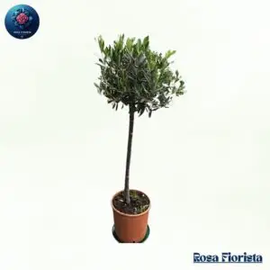 Olivoay Pianta elegant olive plant symbolizing peace and nature perfect luxury home decor plant in Milano
