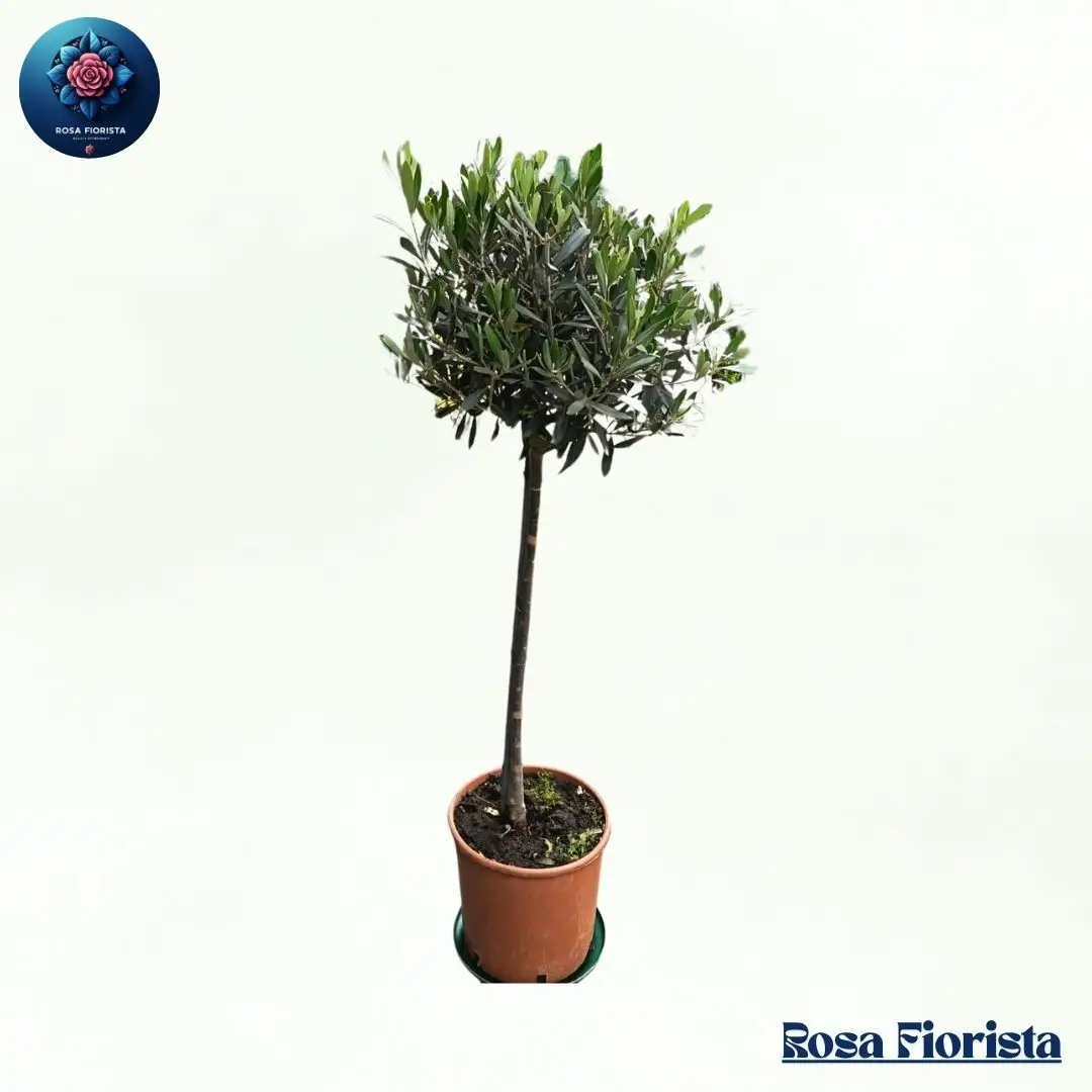 Olivoay Pianta Milan decorative potted olive plant