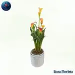 Orange Calla Lily Plant Milan with vibrant orange flowers