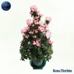 Large Azalea Milan colourful flowering azalea plant