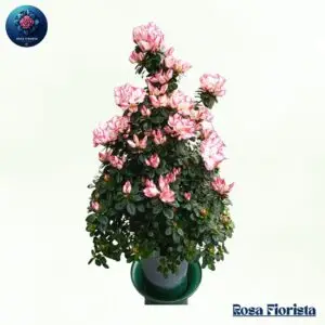 Largae Azalea elegant azalea flower bouquet symbolizing beauty and love perfect luxury gift in Milano