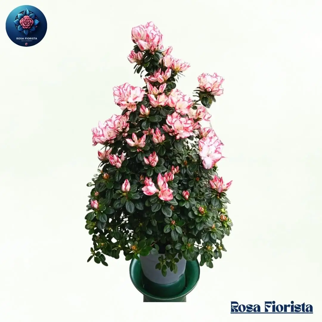 Large Azalea Milan colourful flowering azalea plant
