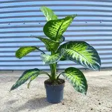 Plants Milan