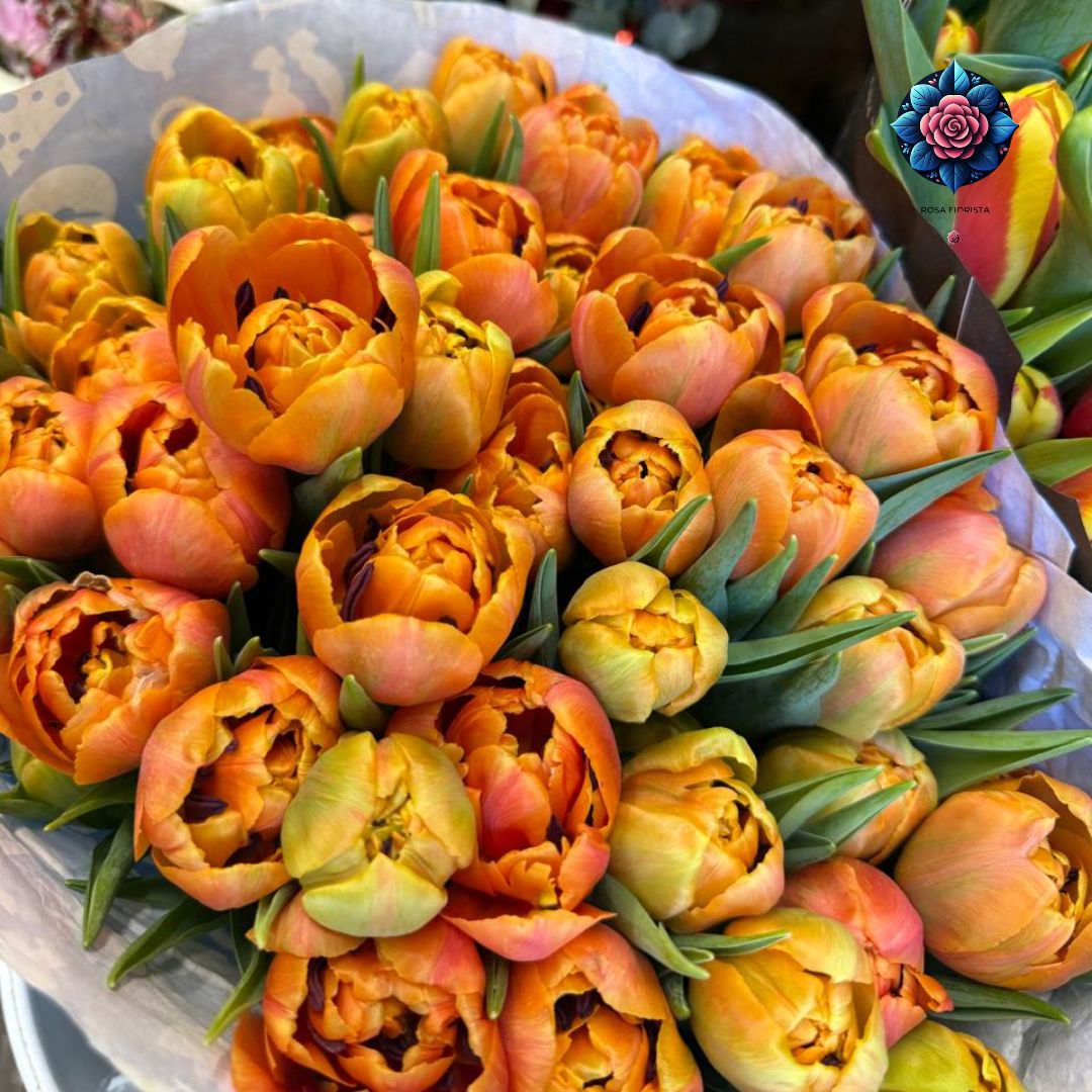 Aransone Tulipani Per Pieces fresh orange tulip stem in Milan