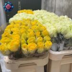Giallo Rosa Per Pieces fresh yellow rose stem in Milan
