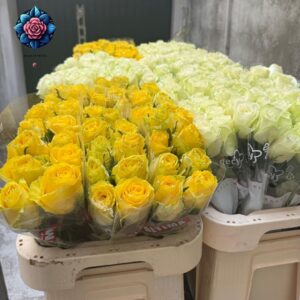 Giallo Rosa Per Pieces fresh yellow rose stem in Milan