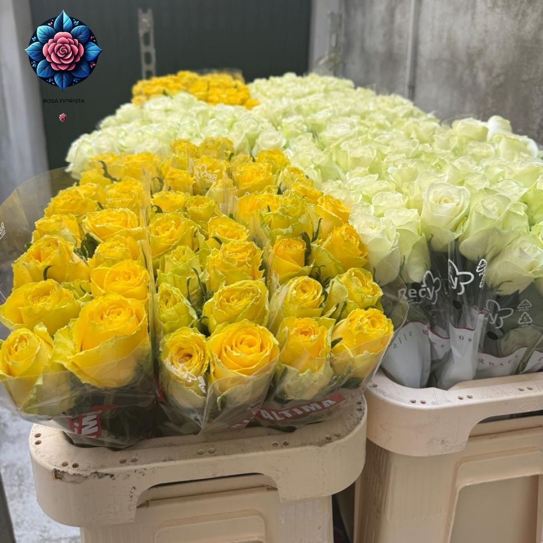 Giallo Rosa Per Pieces fresh yellow rose stem in Milan