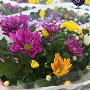 Margarita Mixo Pianta mixed flowering plant arrangement in Milan