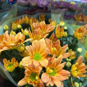 Margarita Pianta Per Pieces fresh daisy plant in Milan