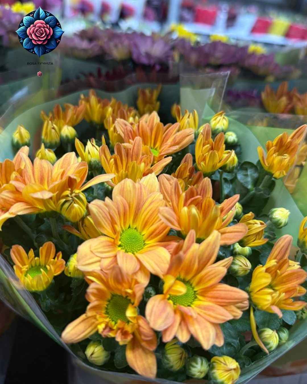Margarita Pianta Per Pieces fresh daisy plant in Milan