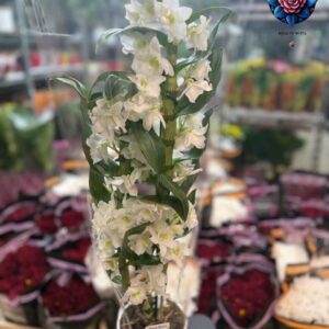 Orchidea Cymbidium Pianta elegant orchid plant in Milan