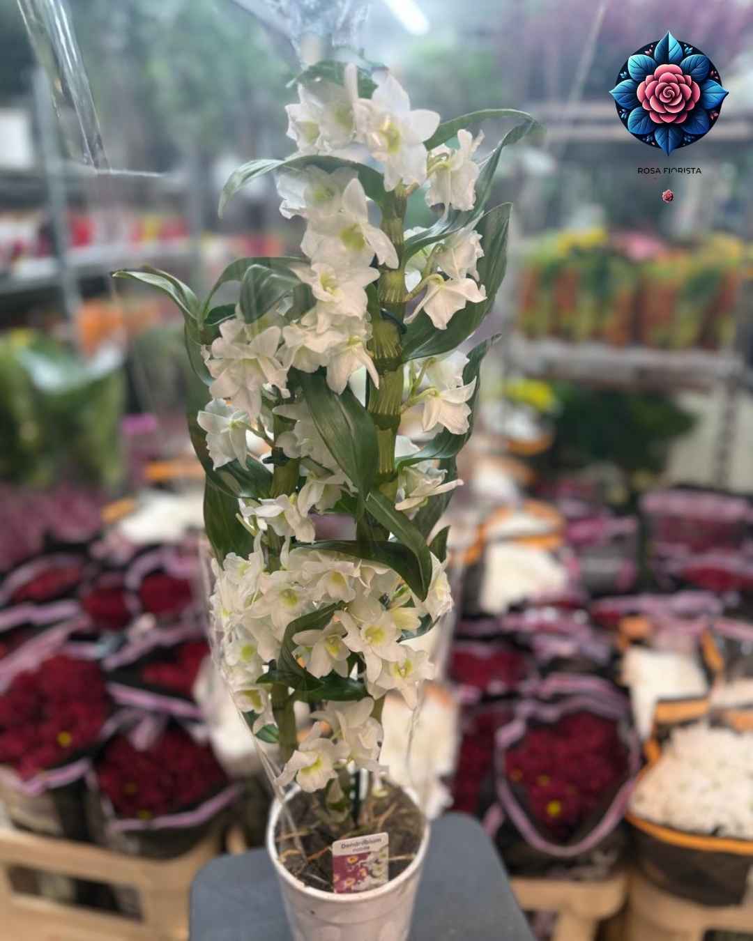Orchidea Cymbidium Pianta elegant orchid plant in Milan