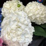 Ortensia Fiury Bianca Per Pieces fresh white hydrangea flower in Milan