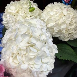 Ortensia Fiury Bianca Per Pieces fresh white hydrangea flower in Milan