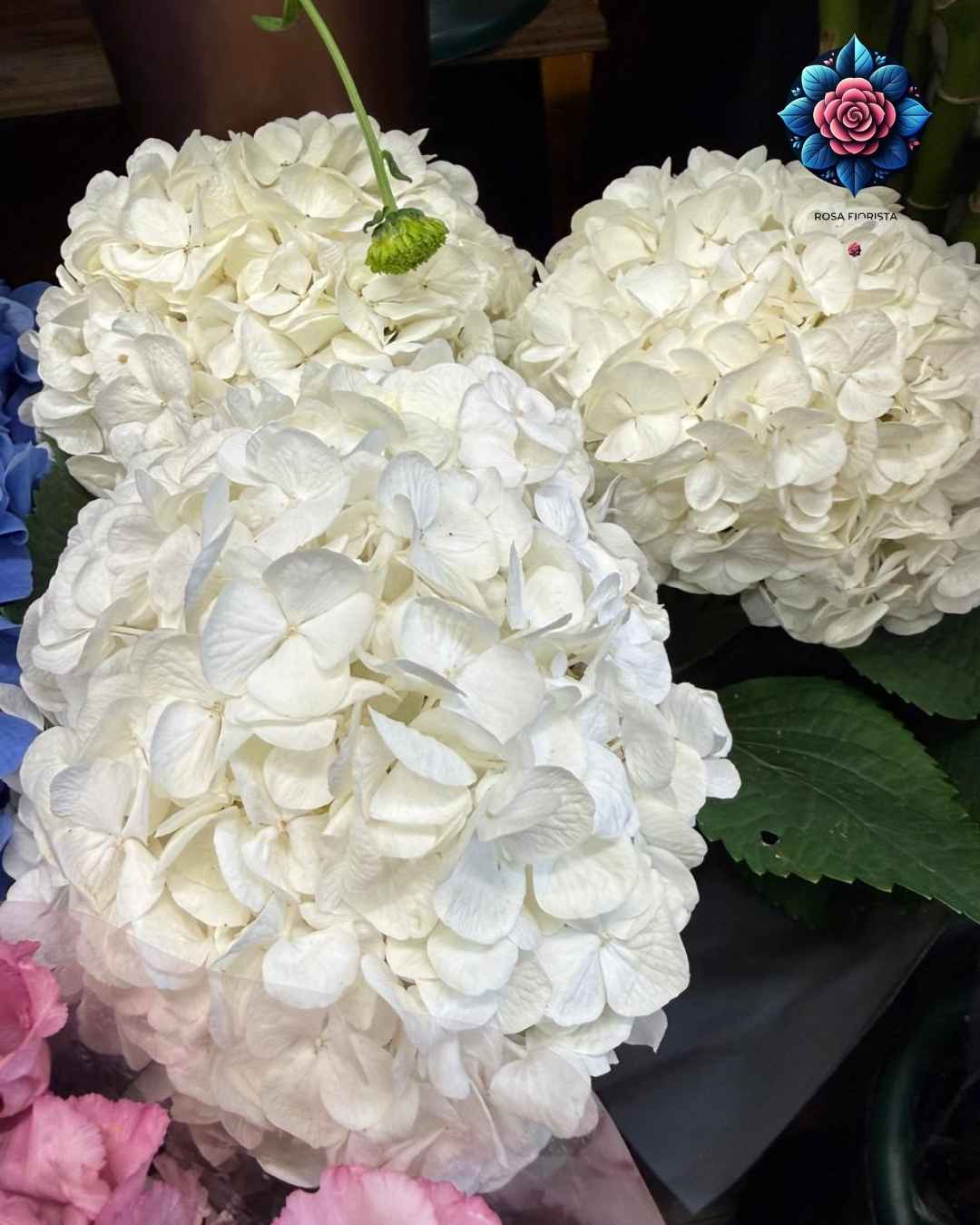Ortensia Fiury Bianca Per Pieces fresh white hydrangea flower in Milan