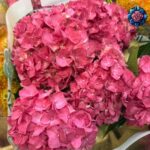 Ortensia Per Pieces fresh hydrangea flower stem in Milan