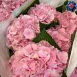 Ortensia pink color Per pieces