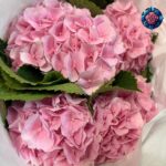Ortensia Pink Color Per Pieces fresh pink hydrangea flower stem in Milan