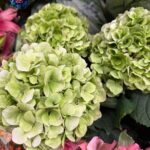 Ottenzia Fury Bedda Colore colorful hydrangea flower in Milan