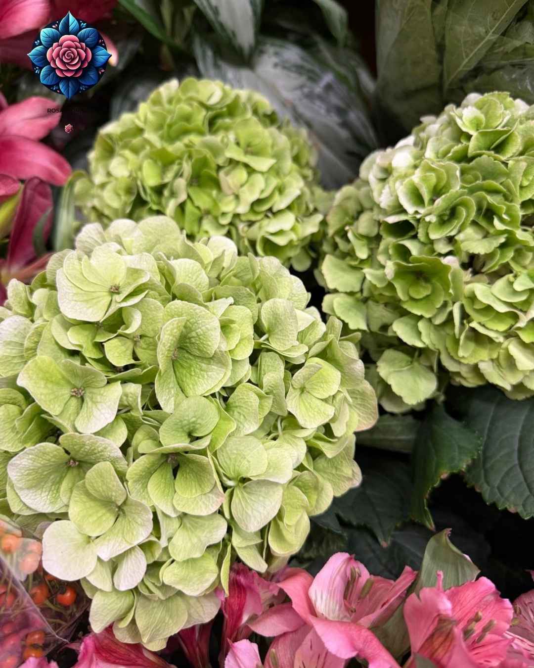 Ottenzia Fury Bedda Colore colorful hydrangea flower in Milan