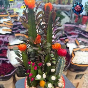 Pianta Grassi elegant succulent plant for home decoration in Milan