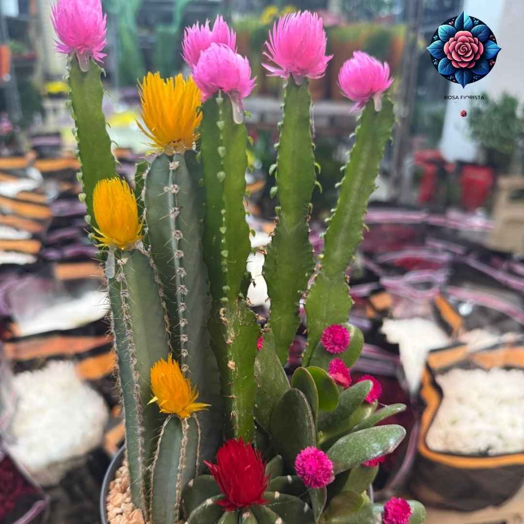 Pianta Grassi Luxury premium succulent plant decoration in Milan