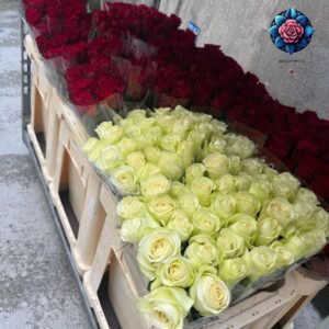 Red and White Rose Per Pieces fresh rose stem in Milan