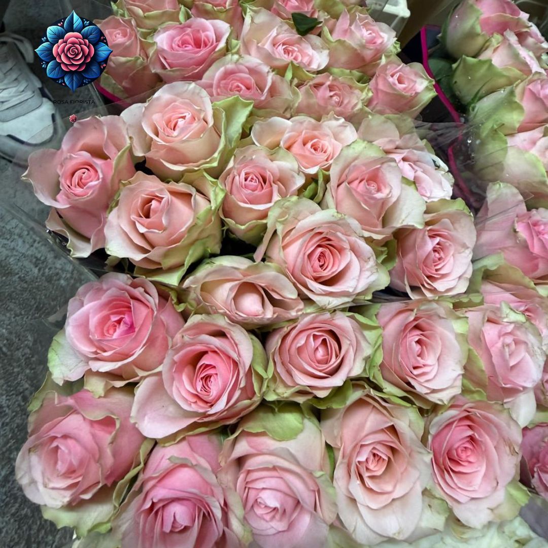 1. Beautiful pink rose close-up showing fresh bloom for romantic gifts in Milan