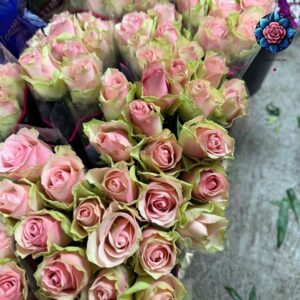 Rosa Pink Color Per Pieces fresh pink rose stem for flower delivery in Milan