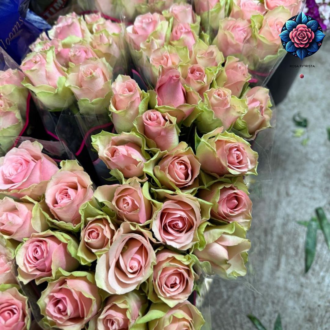 Rosa Pink Color Per Pieces fresh pink rose stem for flower delivery in Milan