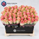 R Gr Belle Rose Per Pice