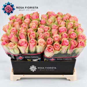 R Gr Belle Rose Per Pice